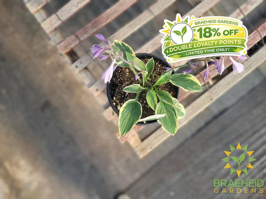 Hosta 'Bedazzled' - NO SHIP -