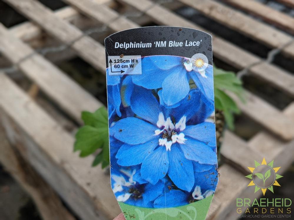 Delphinium 'NW Blue Lace' - NO SHIP -