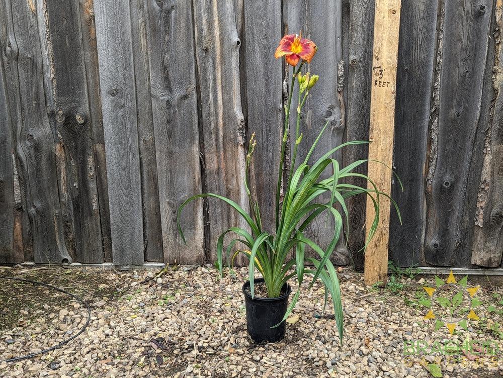 Daylily Frank Smith - NO SHIP -