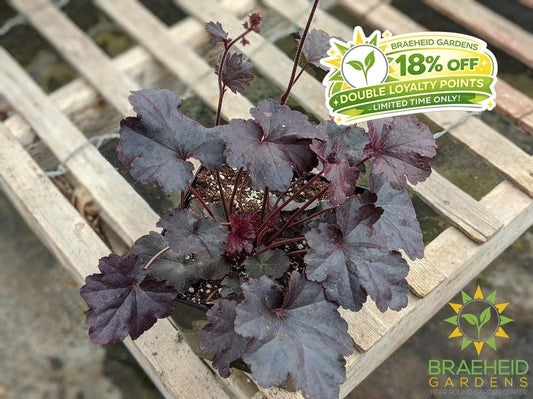 Heuchera 'Obsidian' - NO SHIP -