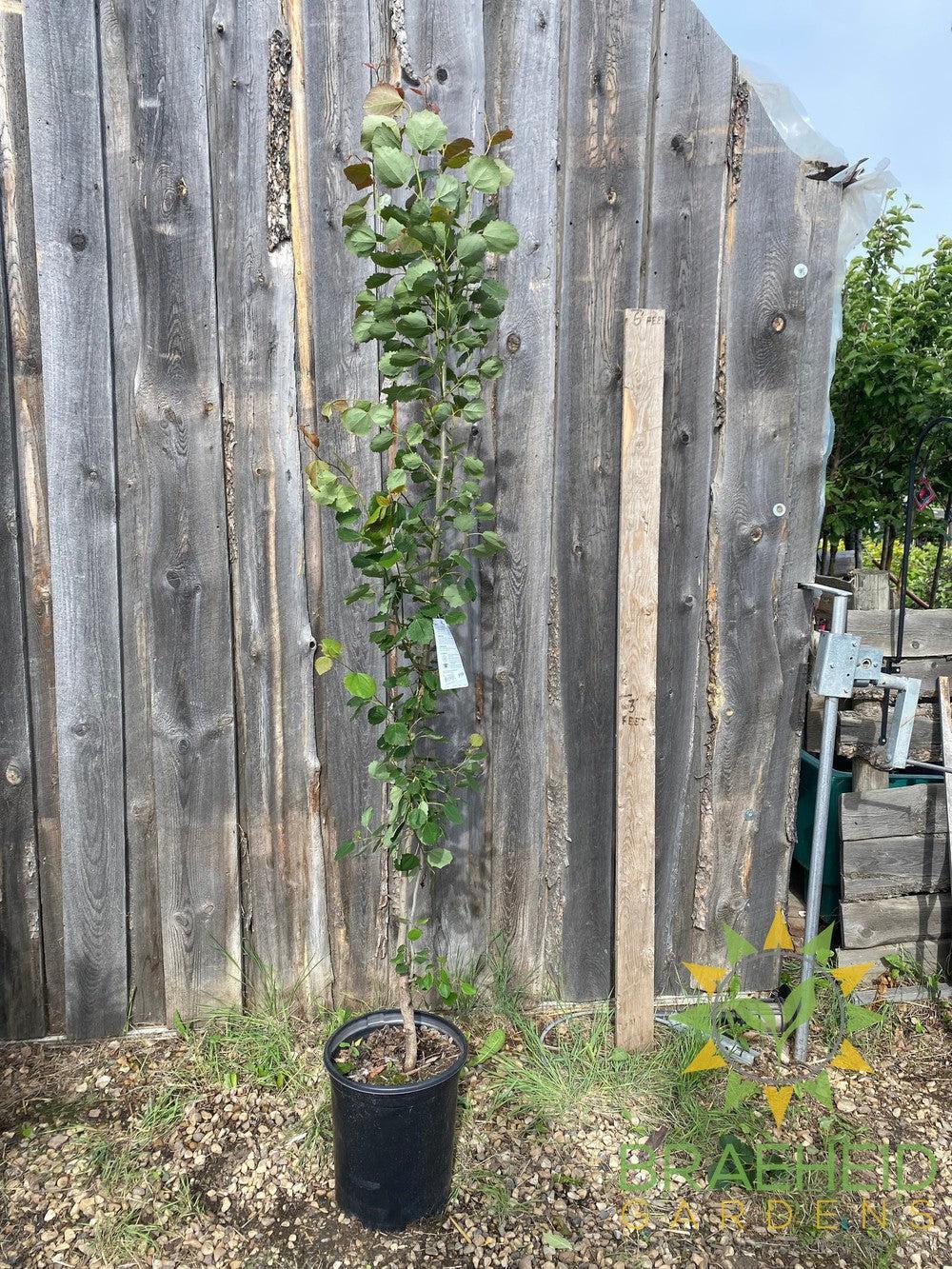 Swedish Columnar Aspen- Tree for sale, Grown in Grande Prairie -Braeheid Gardens Ltd. on Emerson Trail