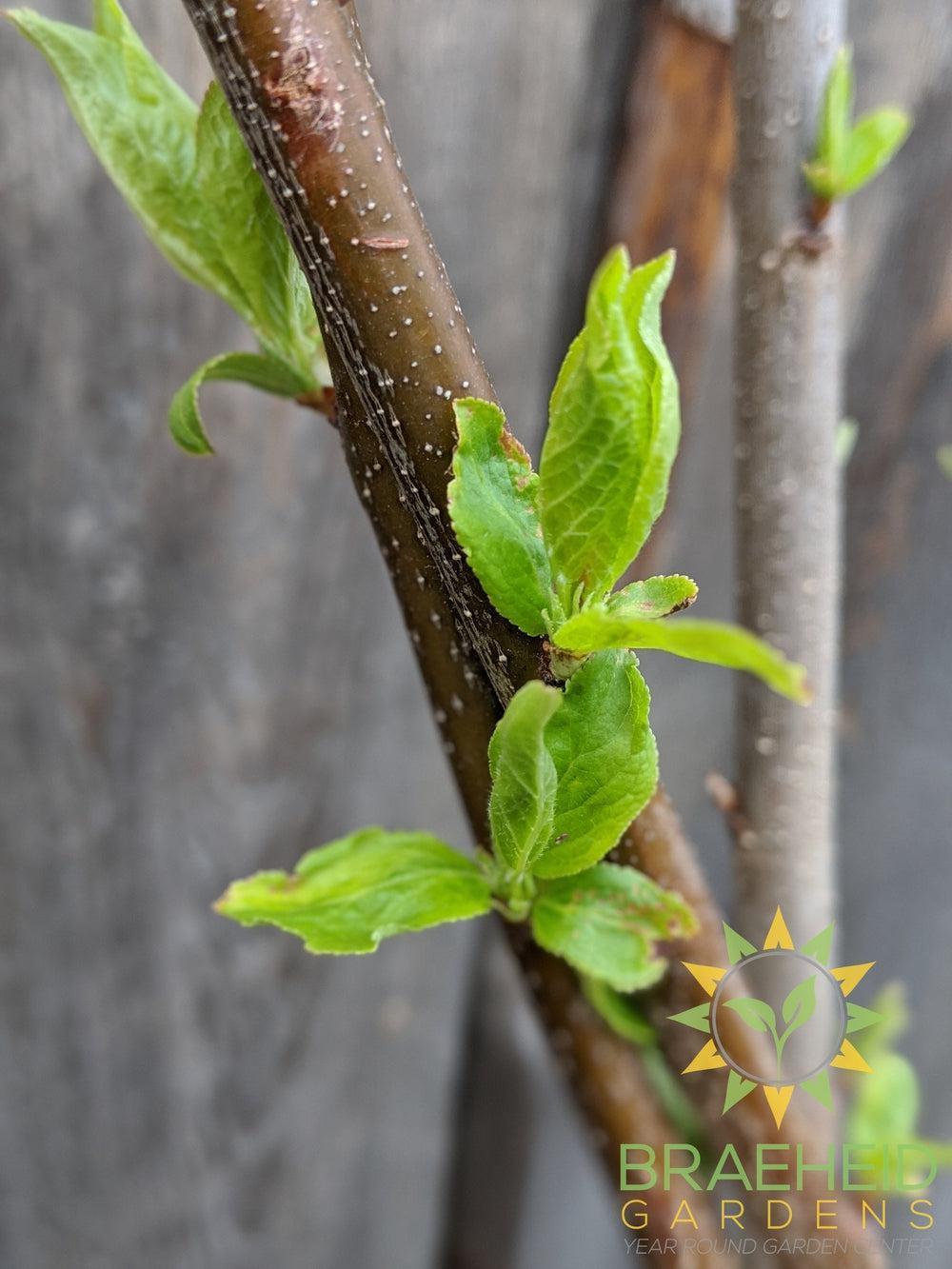 Pembina Plum- Tree for sale, Grown in Grande Prairie -Braeheid Gardens Ltd. on Emerson Trail