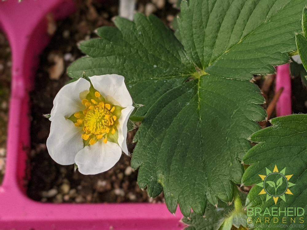 Strawberry Fragaria 'Ft. Laramie'  -NO SHIP-