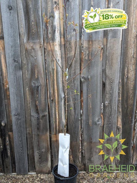 Golden Spice Pear- Tree for sale, Grown in Grande Prairie -Braeheid Gardens Ltd. on Emerson Trail