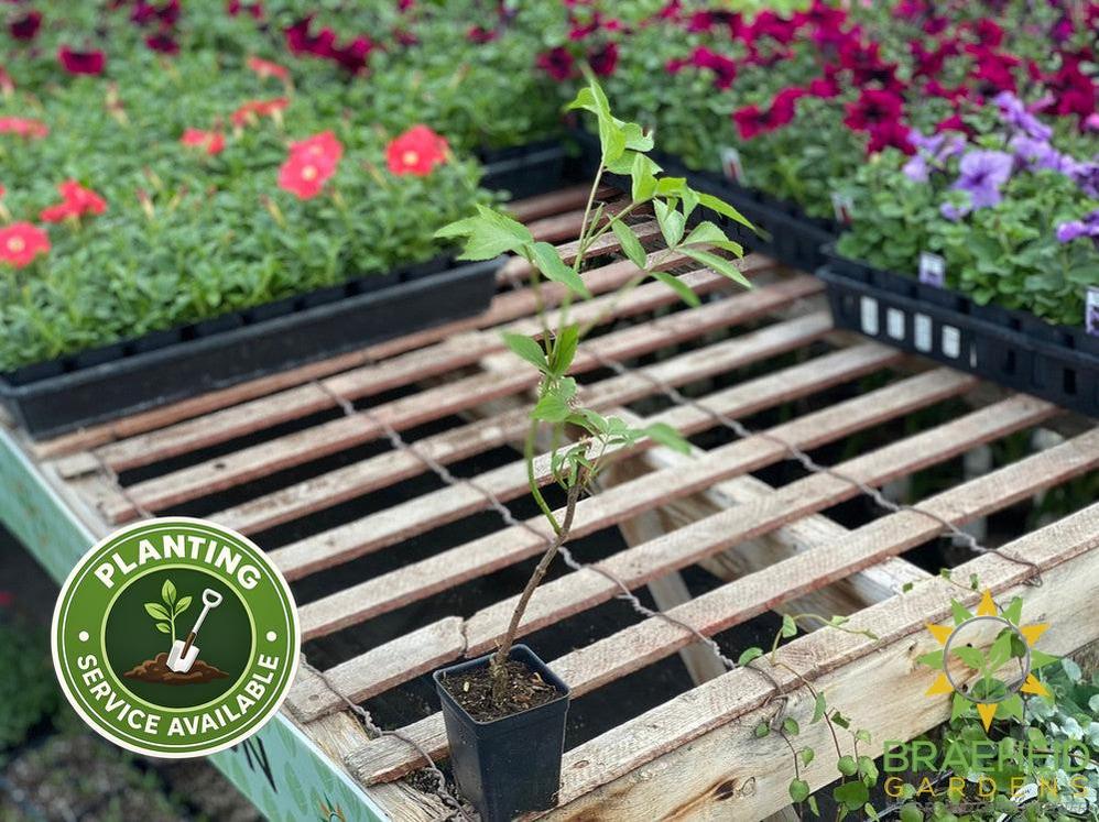 Buy Elderberry Adams an Edible Shrub in Grande Prairie Alberta - Braeheid Gardens Ltd.