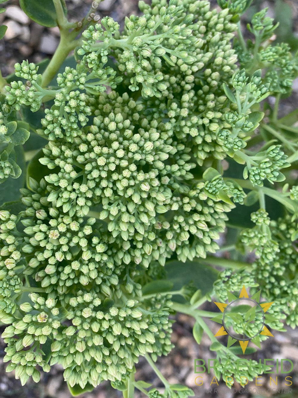 Sedum 'Autumn Joy'