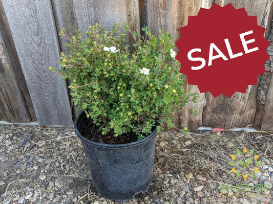 Abbotswood Potentilla