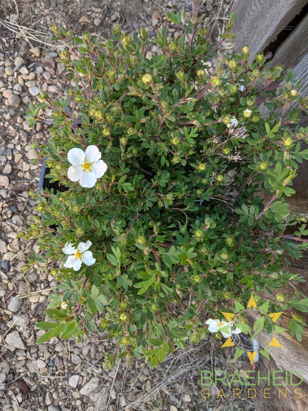 Abbotswood Potentilla