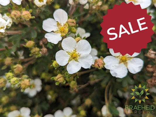 Abbotswood Potentilla
