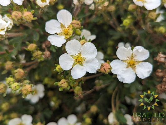Abbotswood Potentilla