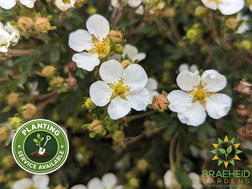 Abbotswood Potentilla