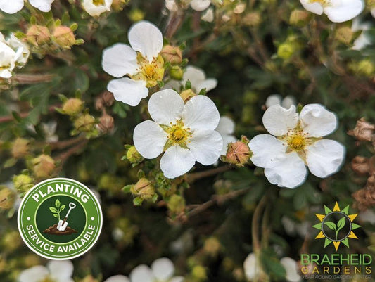 Abbotswood Potentilla