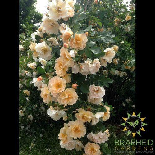 Above and Beyond® Rose