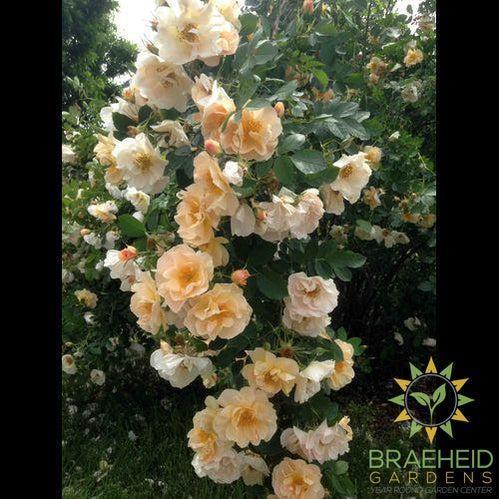 Above and Beyond® Rose