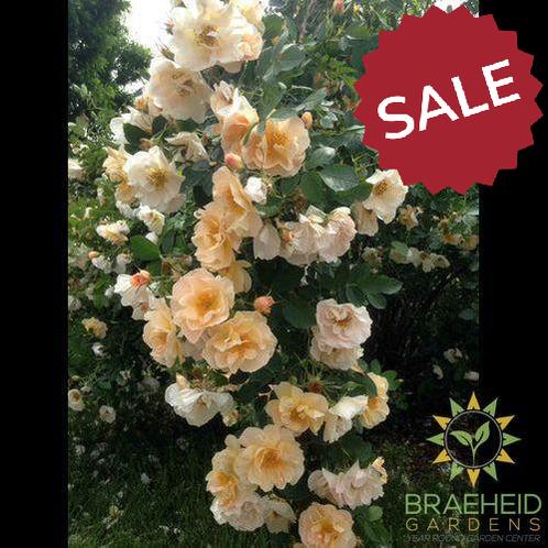 Above and Beyond® Rose