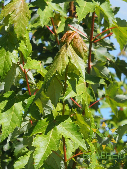 Red Wing Tatarian Maple