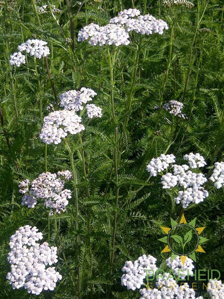 Common Yarrow