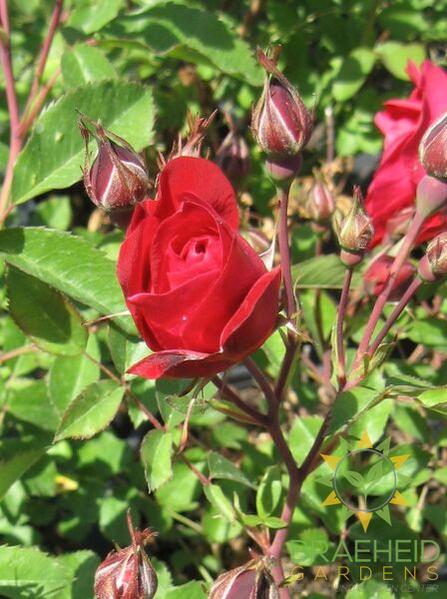 Adelaide Hoodless Rose