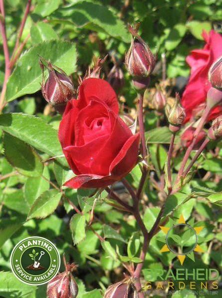 Adelaide Hoodless Rose