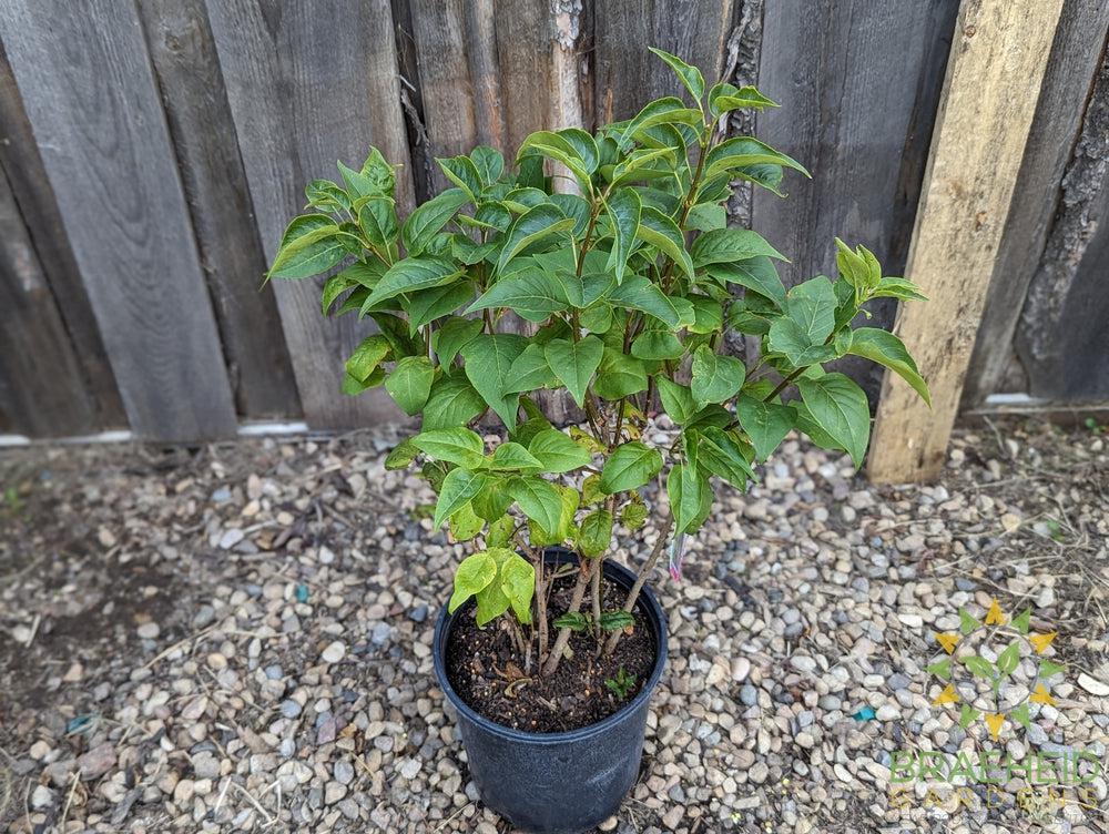 Agincourt Beauty French Lilac