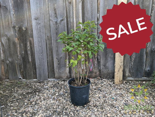 Agincourt Beauty French Lilac