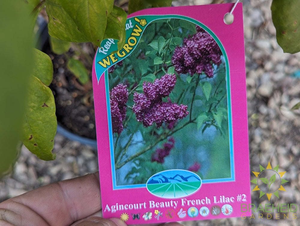 Agincourt Beauty French Lilac