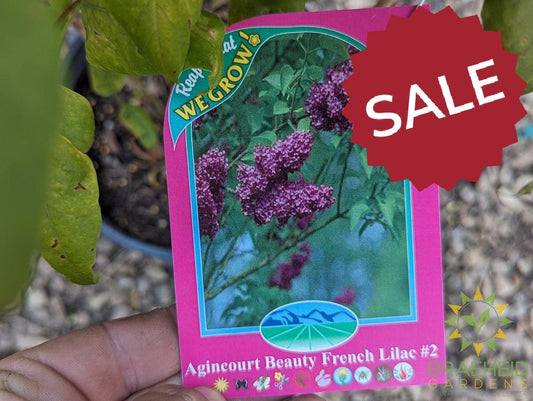 Agincourt Beauty French Lilac