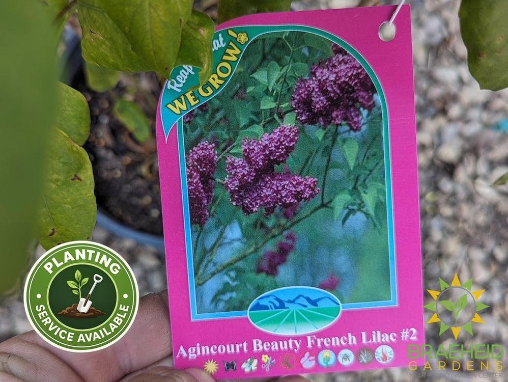 Agincourt Beauty French Lilac