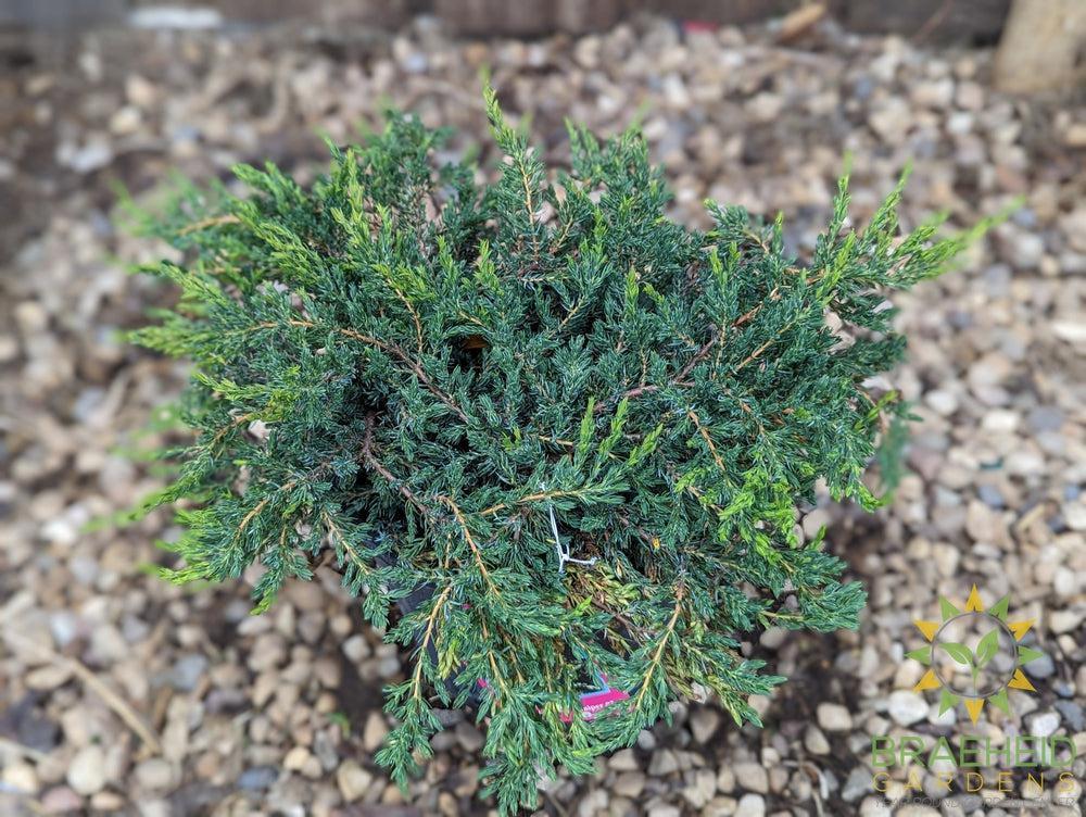 Alpine Carpet® Juniper