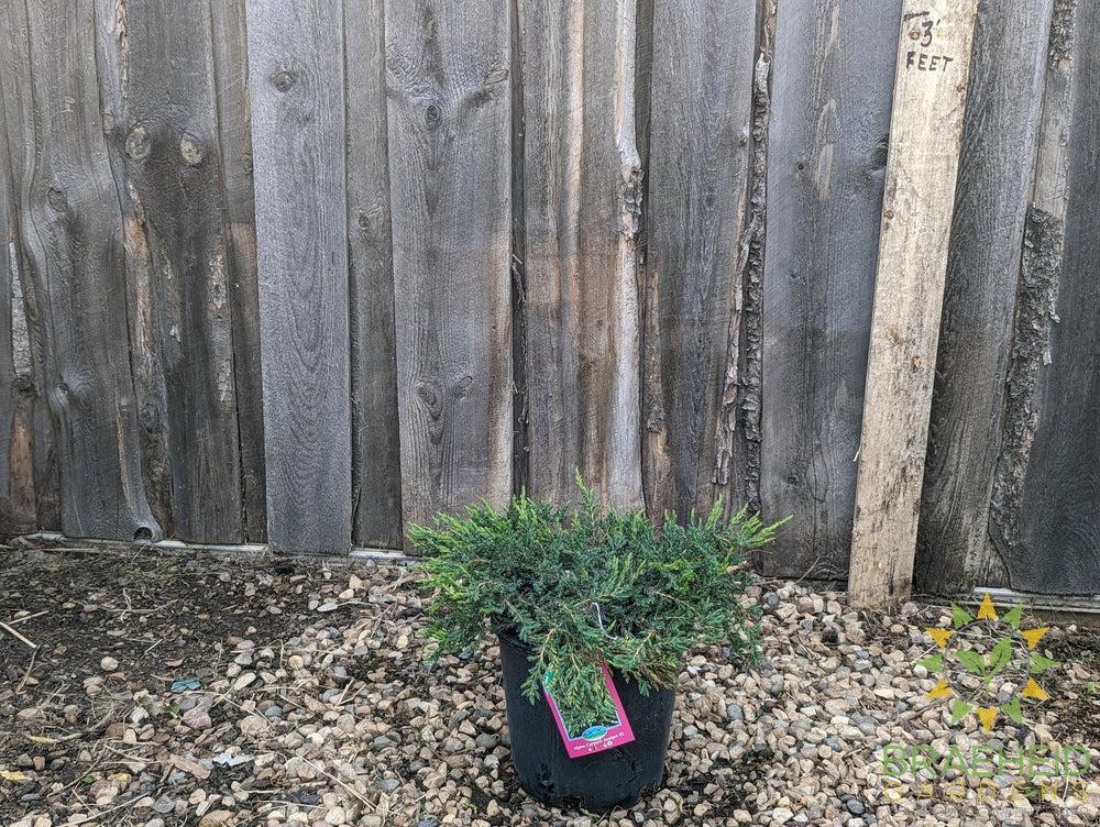 Alpine Carpet® Juniper