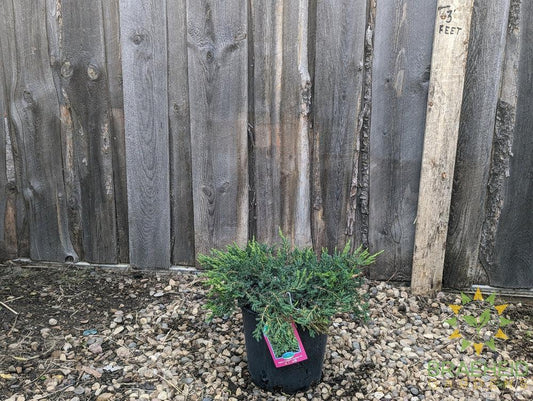 Alpine Carpet® Juniper