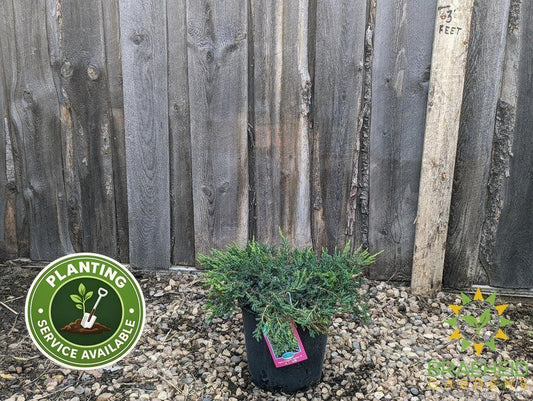 Alpine Carpet® Juniper
