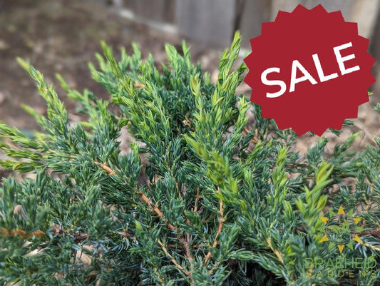 Alpine Carpet® Juniper