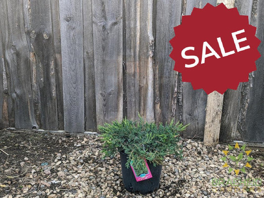 Alpine Carpet® Juniper