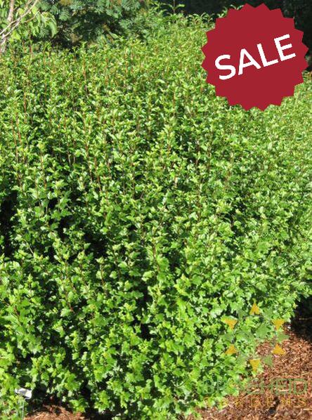 Buy Alpine Currant an Edible Shrub in Grande Prairie Alberta - Braeheid Gardens Ltd.