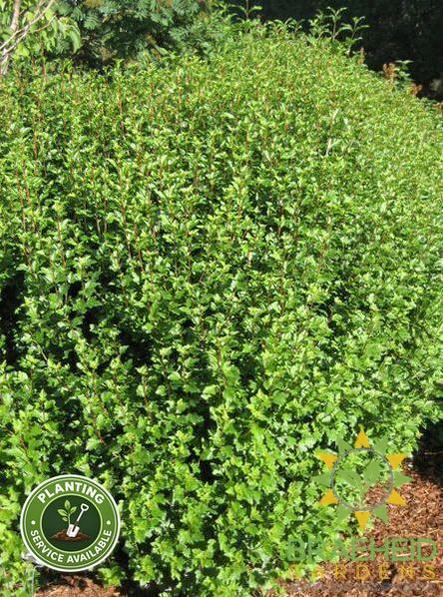 Buy Alpine Currant an Edible Shrub in Grande Prairie Alberta - Braeheid Gardens Ltd.