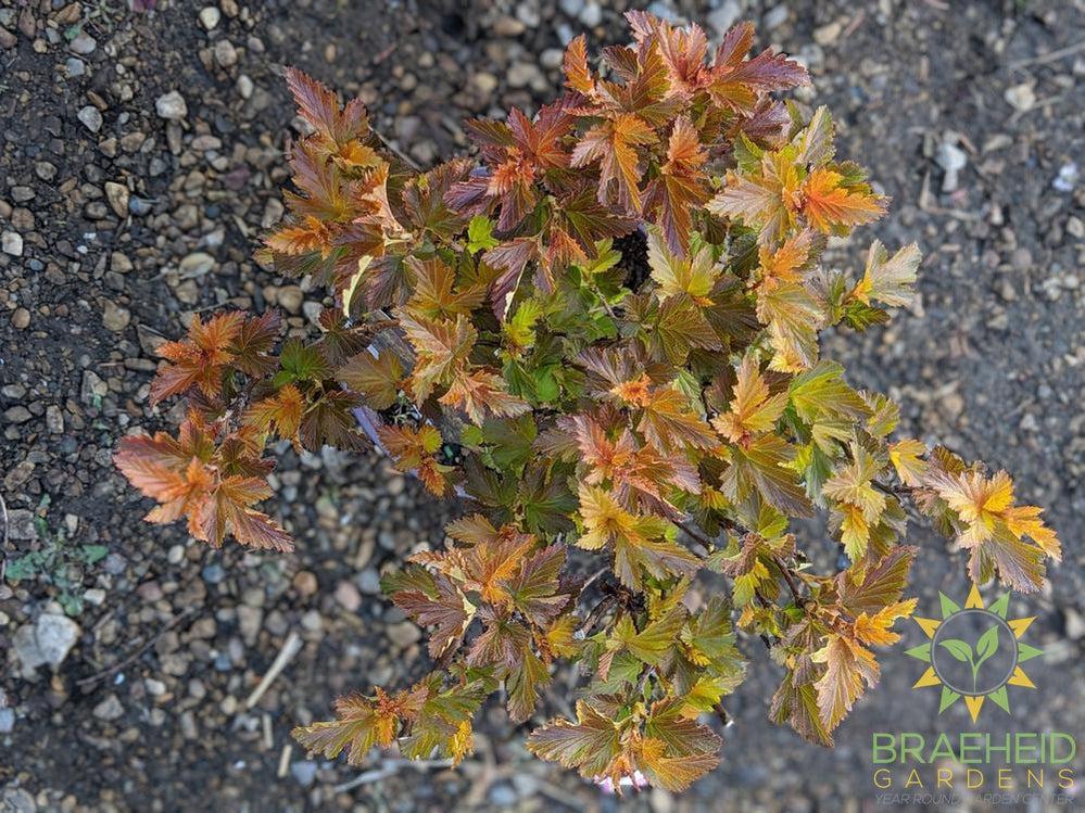 Amber Jubilee™ Ninebark