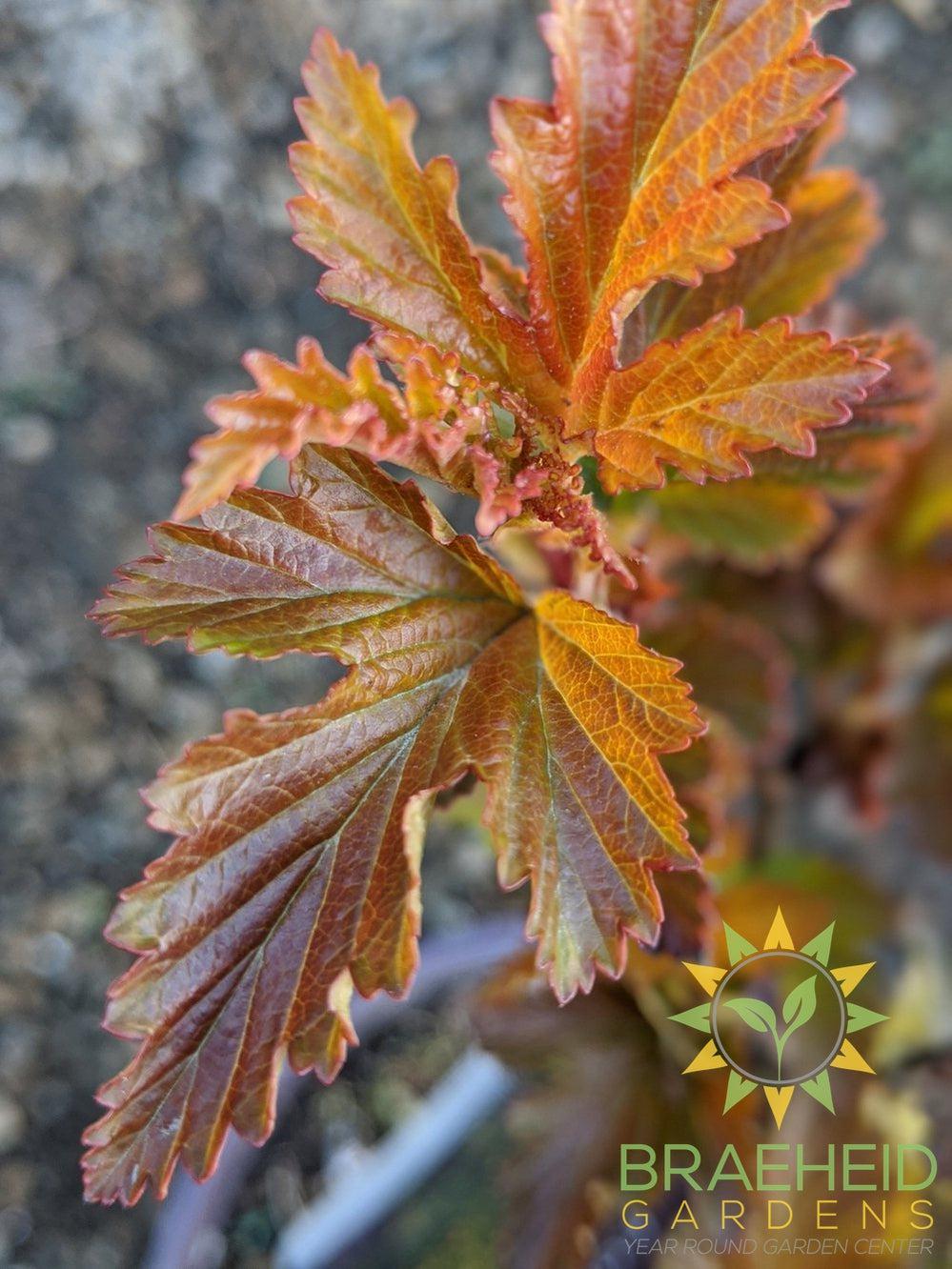 Amber Jubilee™ Ninebark