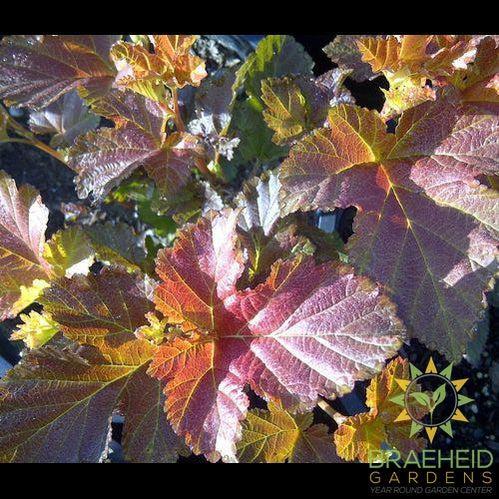 Amber Jubilee™ Ninebark