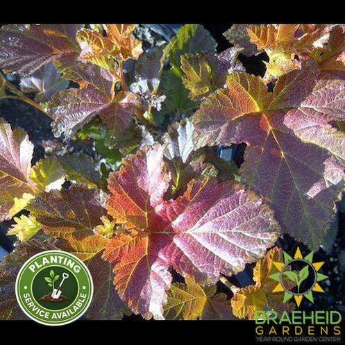 Amber Jubilee™ Ninebark