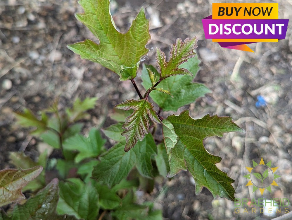 American Highbush Cranberry