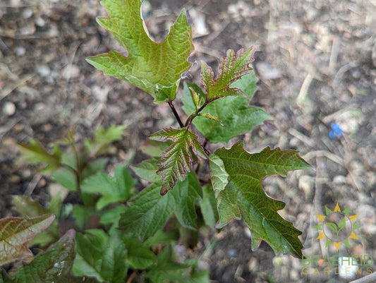 Buy American Highbush Cranberry an Edible Shrub in Grande Prairie Alberta - Braeheid Gardens Ltd.