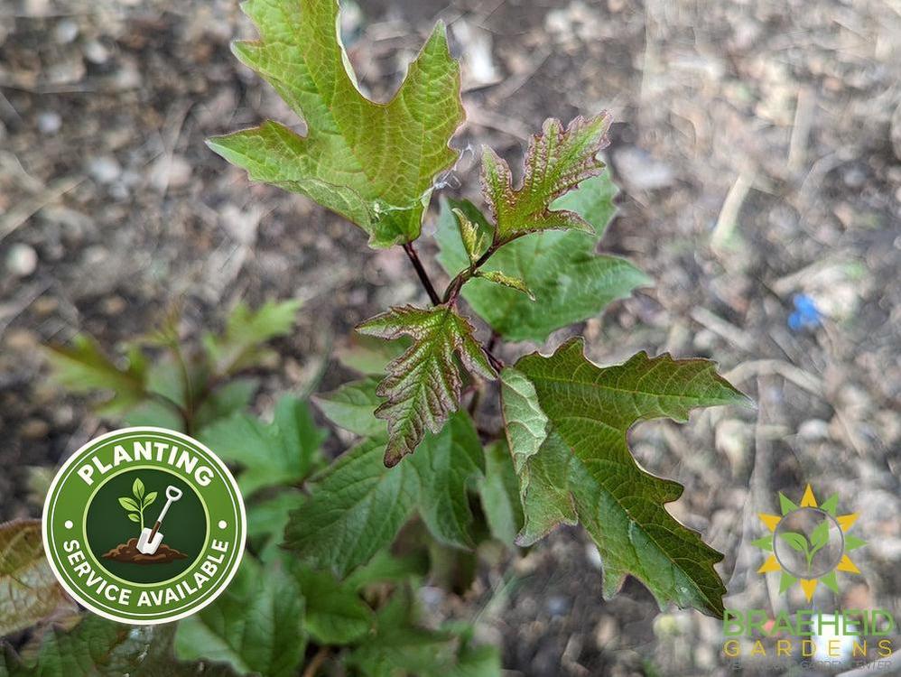 Buy American Highbush Cranberry an Edible Shrub in Grande Prairie Alberta - Braeheid Gardens Ltd.