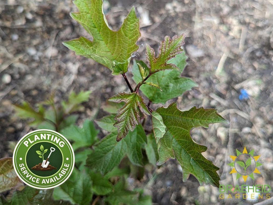 Buy American Highbush Cranberry an Edible Shrub in Grande Prairie Alberta - Braeheid Gardens Ltd.