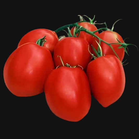 Amish Paste Tomato