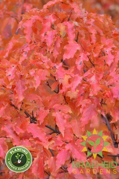 Amur Maple Shrub