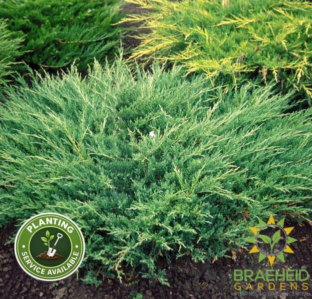 Andorra Compact Juniper