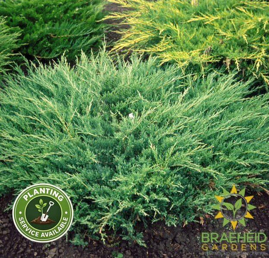 Andorra Compact Juniper