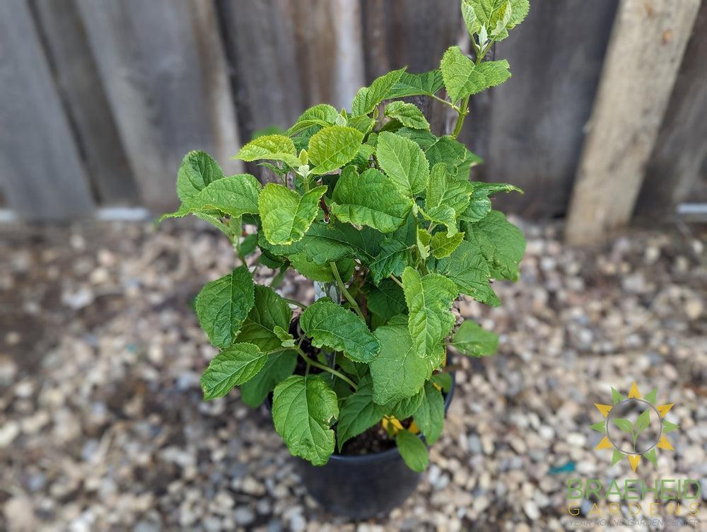 Annabelle Hydrangea