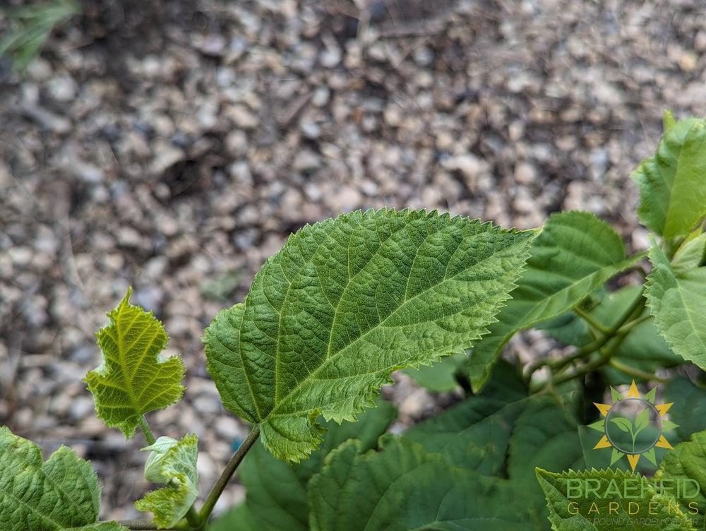 Annabelle Hydrangea